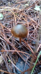 Psilocybe aucklandiae
