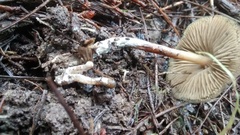 Psilocybe aucklandiae