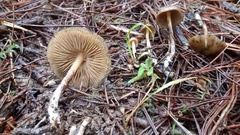 Psilocybe aucklandiae
