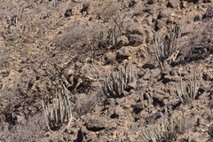 Desmidorchis arabica