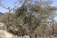 Cissus quadrangularis