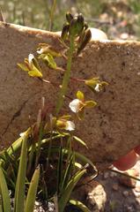 Eulophia tristis