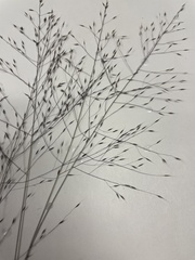 Muhlenbergia torreyi