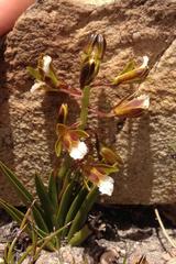 Eulophia tristis