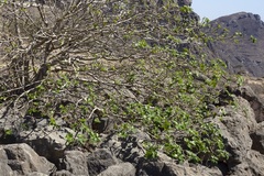 Adenium obesum