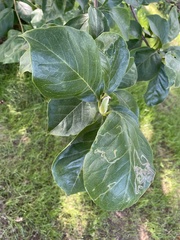 Phyllocnistis magnoliella