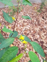 Corchorus cunninghamii