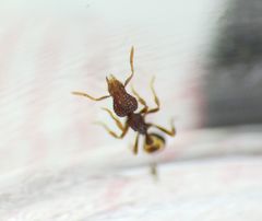 Strumigenys rostrata