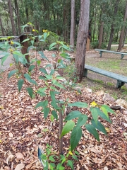 Corchorus cunninghamii