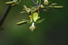Eriolaena spectabilis