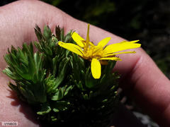 Ursinia caledonica