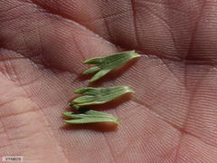 Ursinia caledonica
