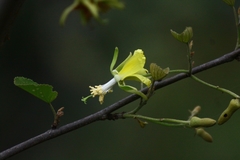 Eriolaena spectabilis