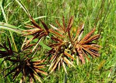 Cyperus articulatus
