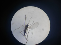 Lestremiinae