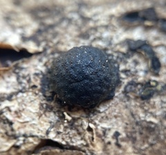 Annulohypoxylon annulatum