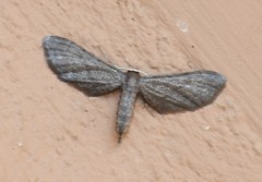 Protoproutia laredoata