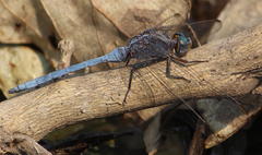 Orthetrum chrysostigma chrysostigma