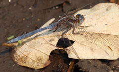 Orthetrum chrysostigma chrysostigma