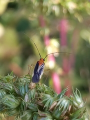 Ganocapsus filiformis