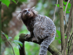 Callithrix jacchus × penicillata