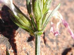 Dicliptera leistneri