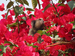 Callithrix penicillata