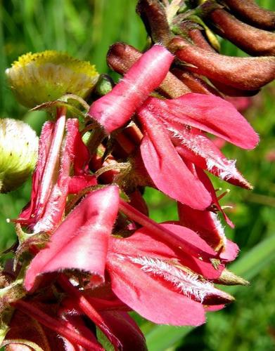 Indigofera tristoides