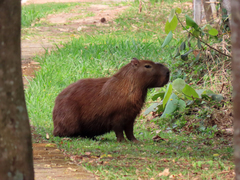 Hydrochoerus hydrochaeris