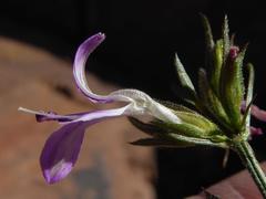 Dicliptera leistneri