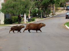 Hydrochoerus hydrochaeris