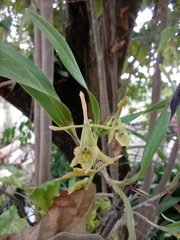 Epidendrum propinquum