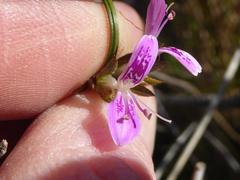 Dicliptera leistneri