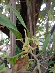 Epidendrum propinquum