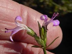 Dicliptera leistneri