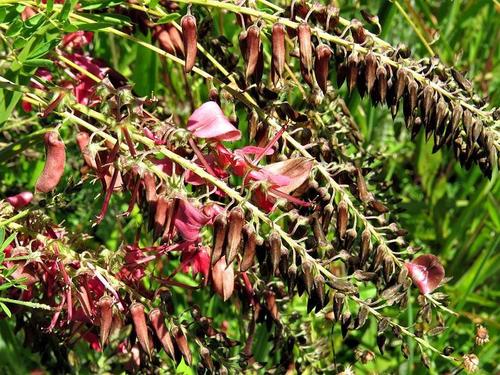 Indigofera rostrata subsp. namaachensis image