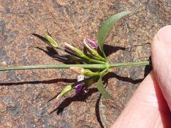 Dicliptera leistneri