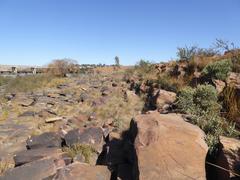 Dicliptera leistneri