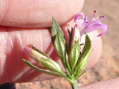 Dicliptera leistneri