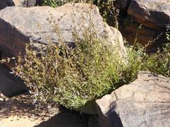 Dicliptera leistneri