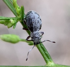 Neoptochus adspersus