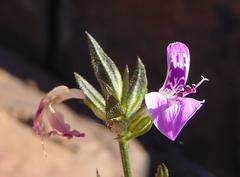 Dicliptera leistneri