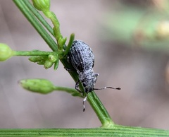 Neoptochus adspersus