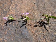 Dicliptera leistneri