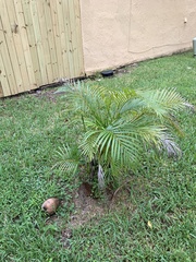 Arecaceae