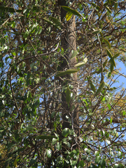 Cryptostegia grandiflora image