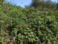 Cryptostegia grandiflora image