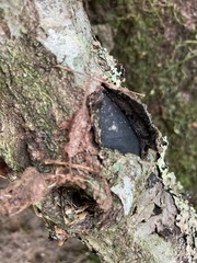 Biscogniauxia mediterranea