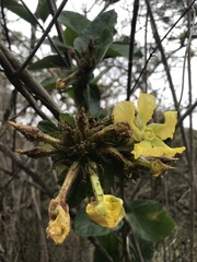 Prestonia mollis