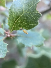 Andricus pedicellatus